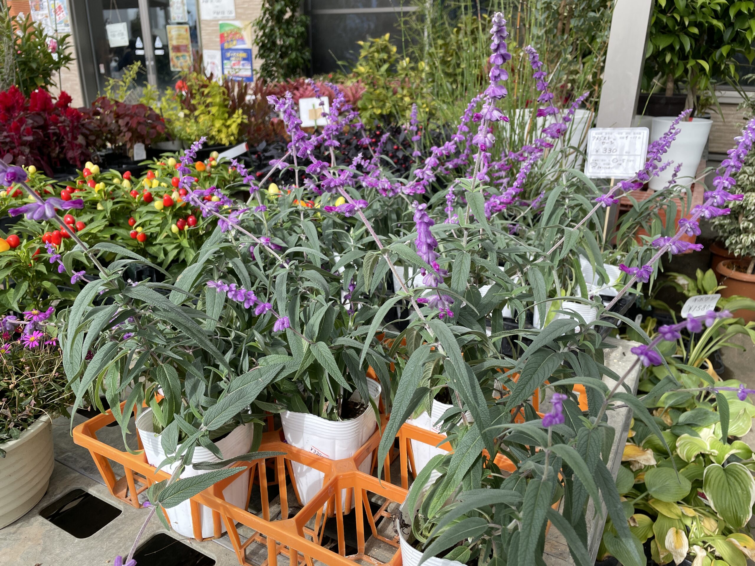 10月24日～入荷情報～｜【佐藤園芸】長野市でご自宅のエクステリアを