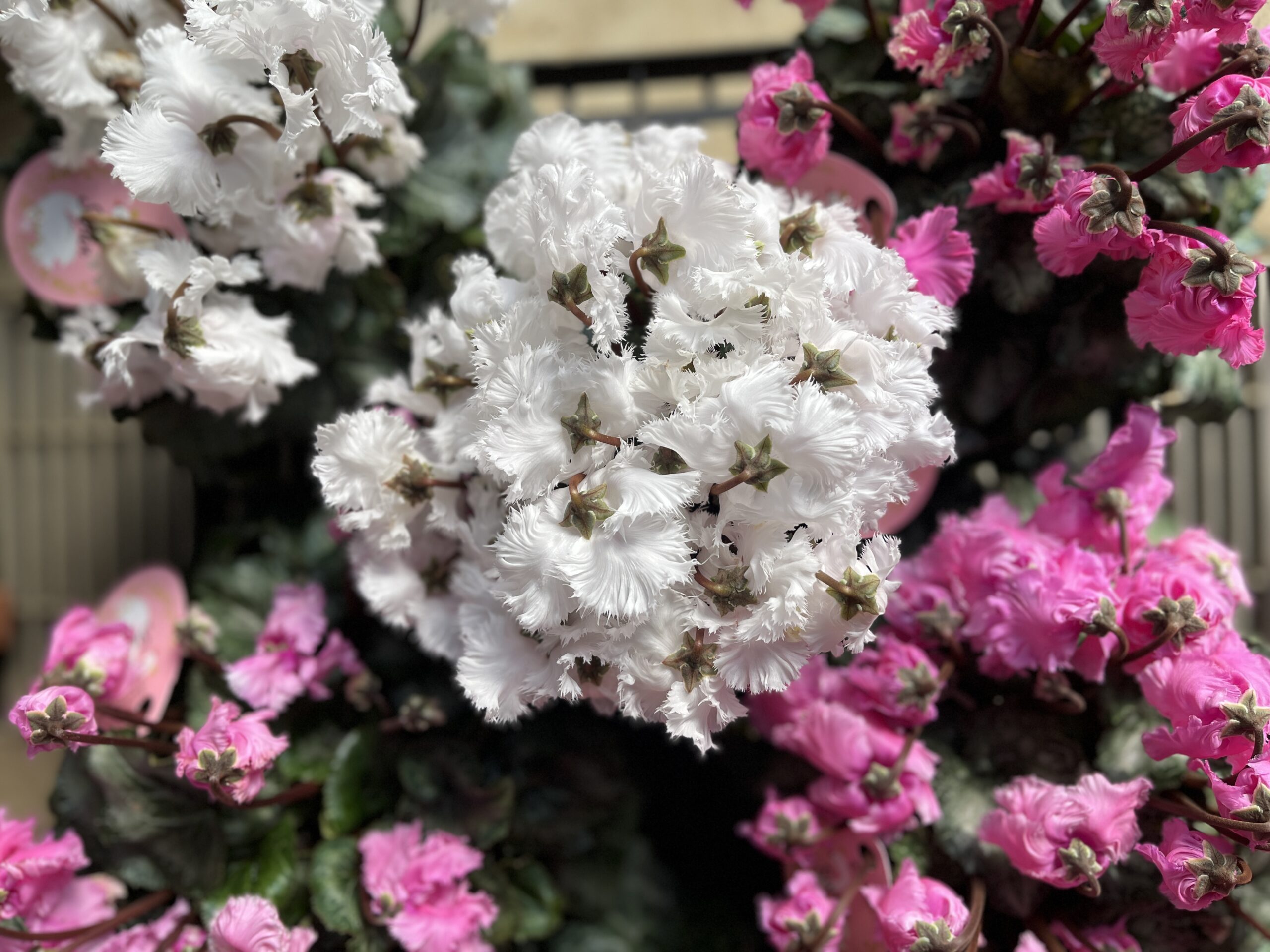 12月7日～入荷情報～｜【佐藤園芸】長野市でご自宅のエクステリアを