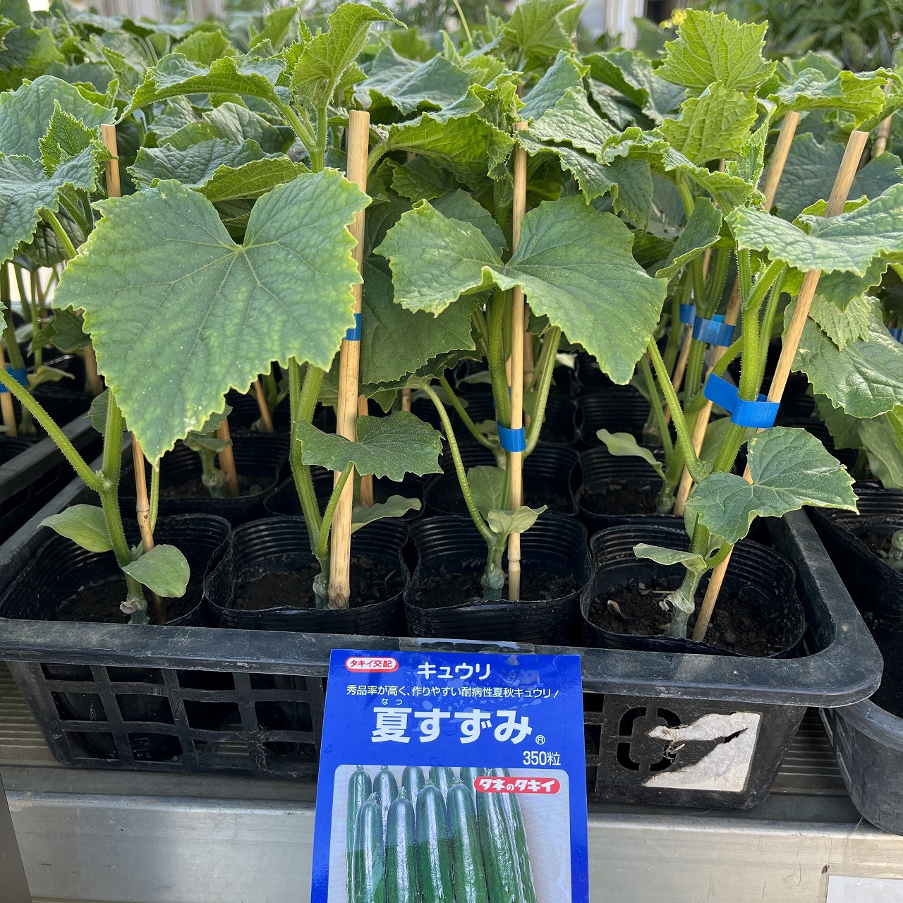 小さな苗 間引き菜が新しい苗になる？！ より極上の苗を目指す育苗のワザ