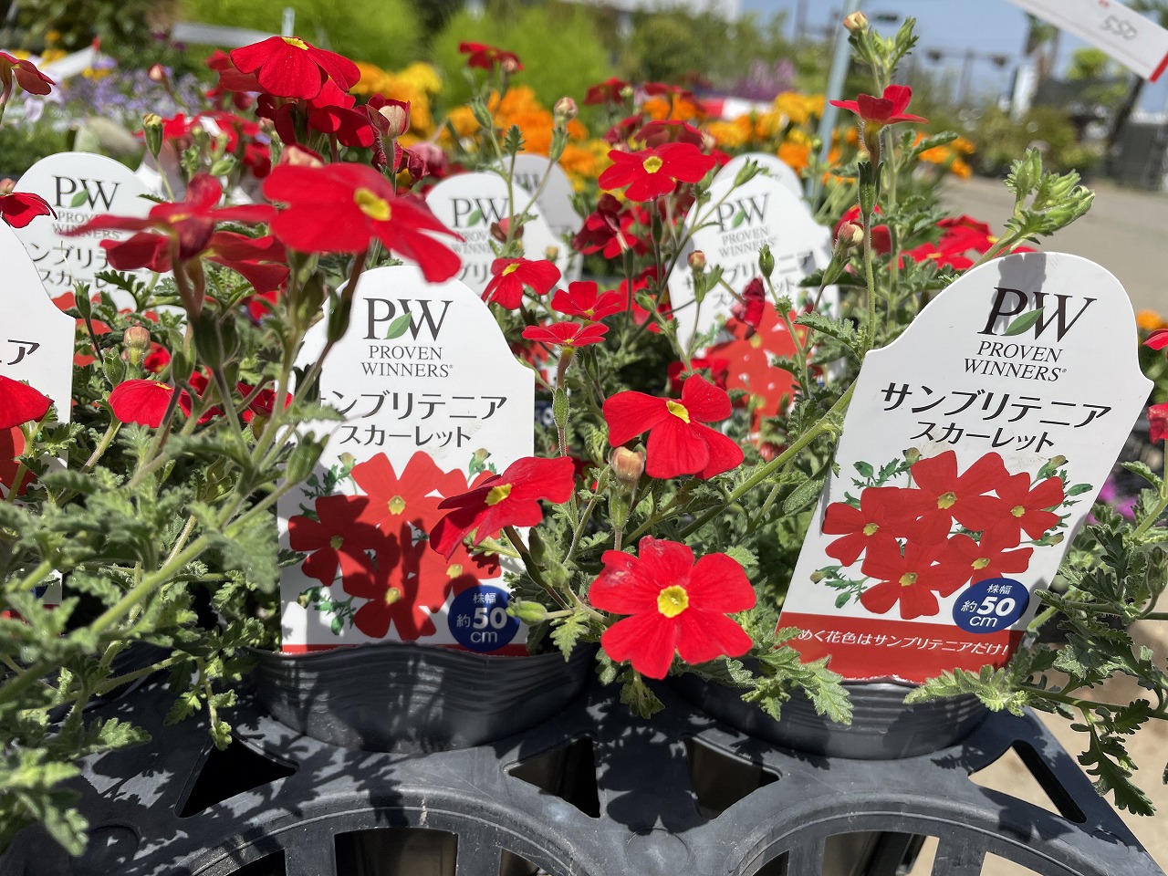 5月17日～入荷情報～｜【佐藤園芸】長野市でご自宅のエクステリアを