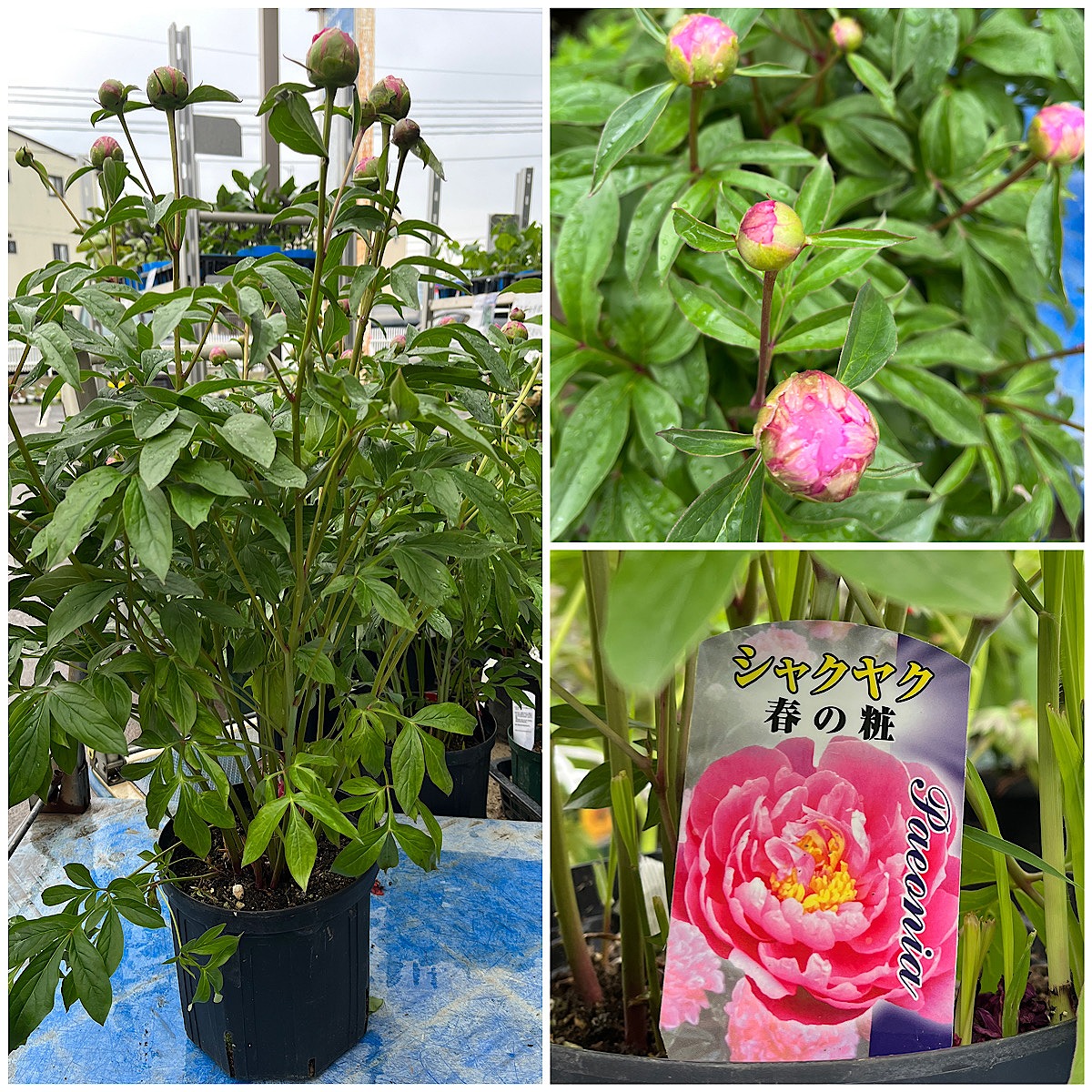 5月13日～入荷情報～｜【佐藤園芸】長野市でご自宅のエクステリアを