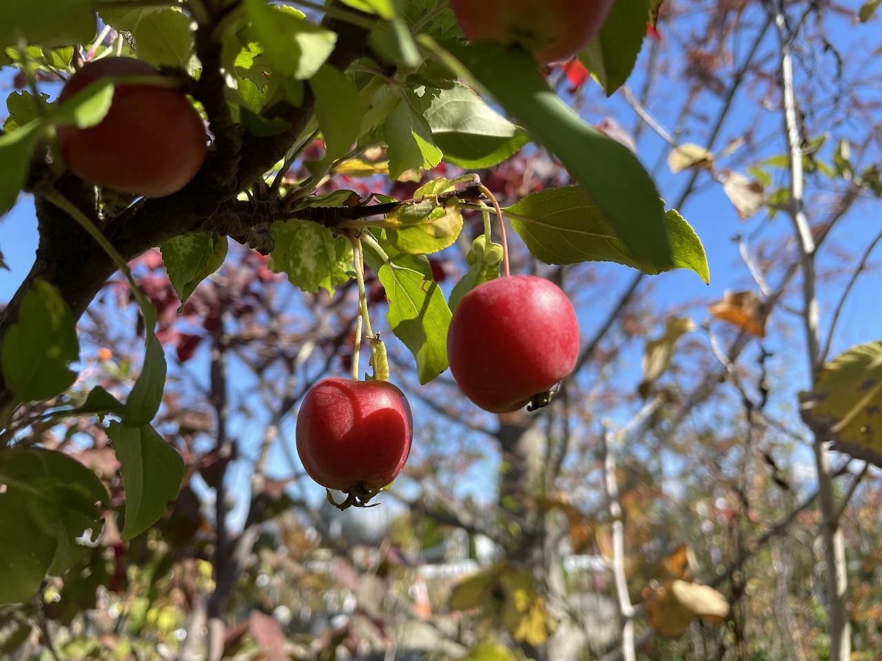 Oasis79.7 ウチいち！～秋に植えたい紅葉が綺麗な樹木～｜【佐藤園芸