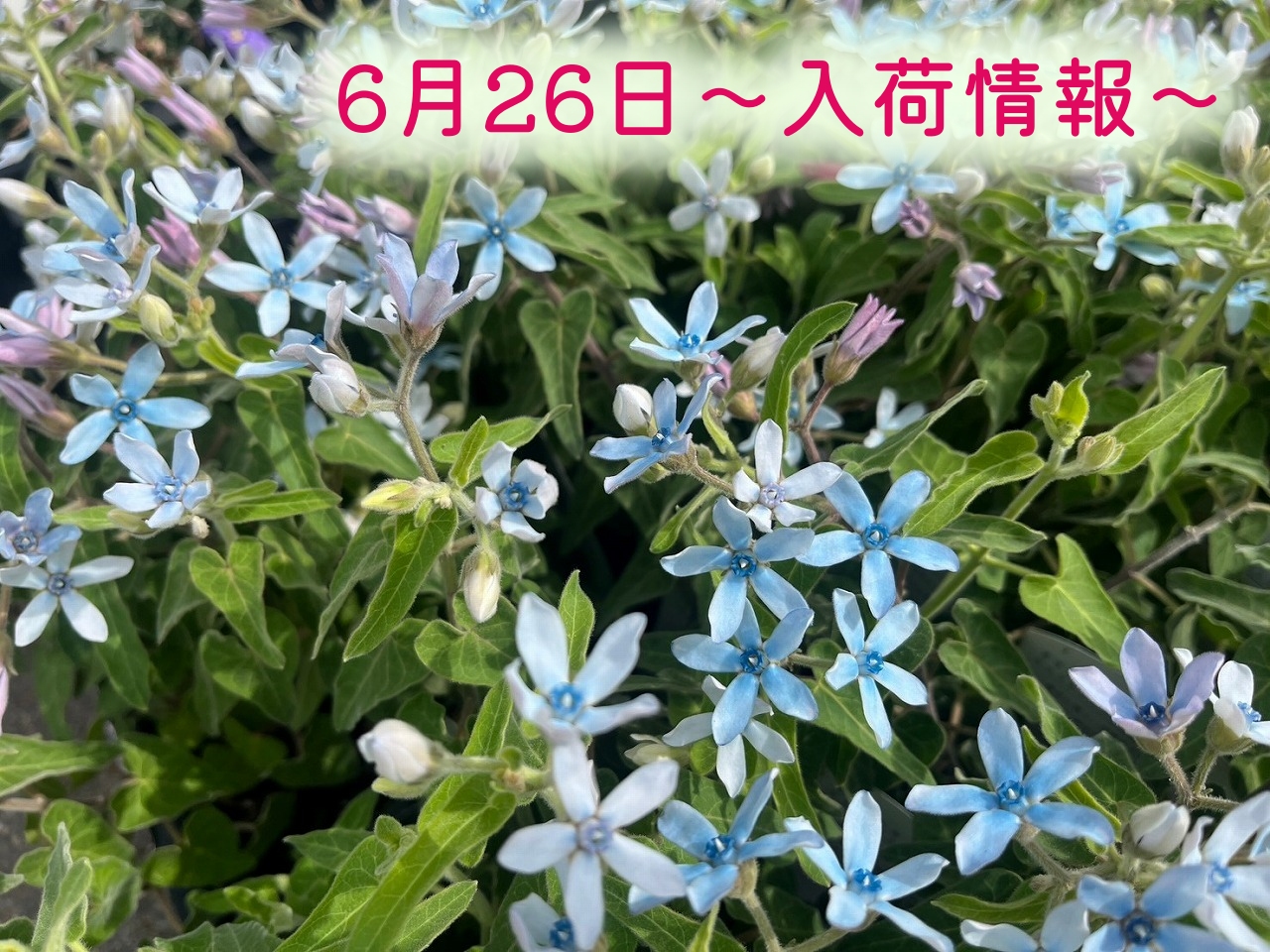 6月26日～入荷情報～｜【佐藤園芸】長野市でご自宅のエクステリアを