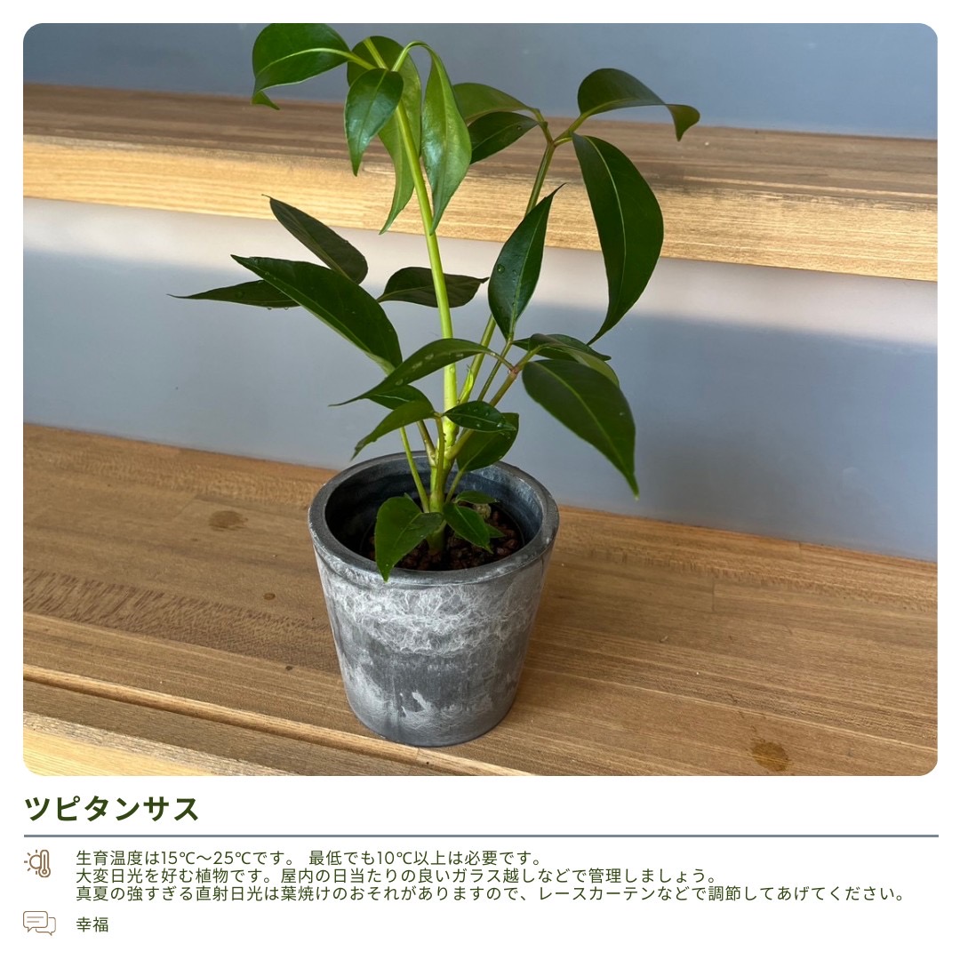 観葉植物の管理方法｜【佐藤園芸】長野市でご自宅のエクステリアを中心