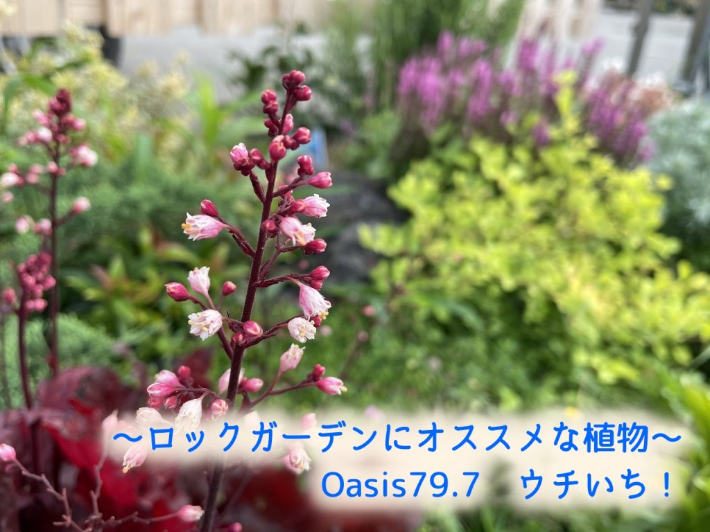 Oasis79.7　ウチいち！～ロックガーデンにオススメな植物～