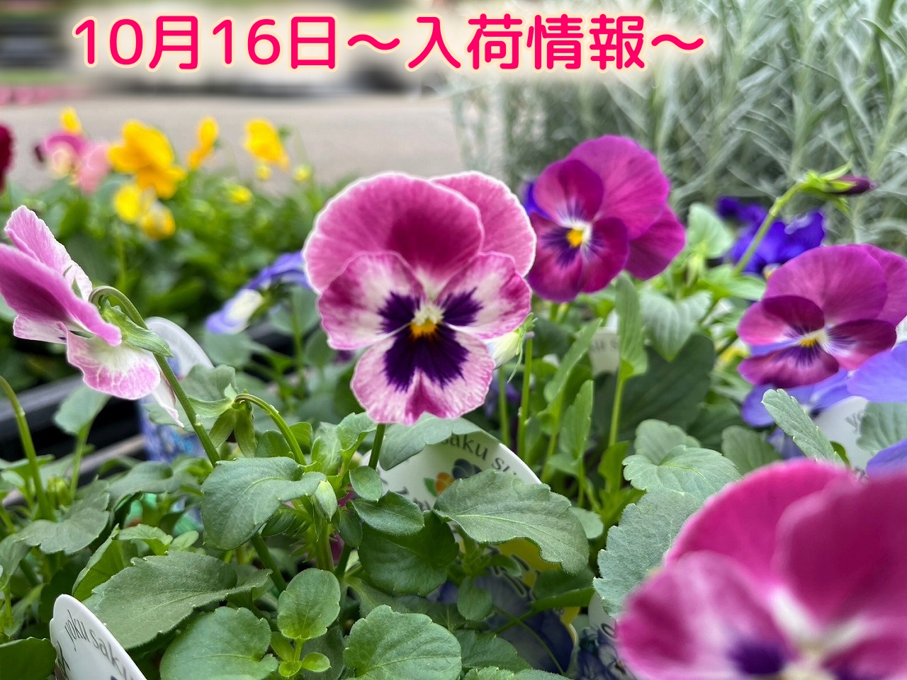 10月16日～入荷情報～｜【佐藤園芸】長野市でご自宅のエクステリアを