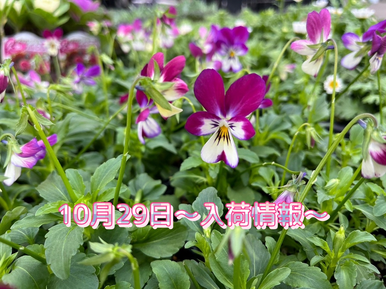 4cb451f49ea94d93516ed8fd18d33a