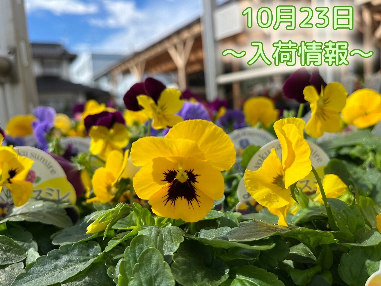 10月23日～入荷情報～｜【佐藤園芸】長野市でご自宅のエクステリアを