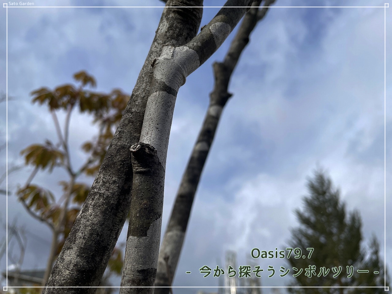 Oasis79.7～今から探そうシンボルツリー～｜【佐藤園芸】長野市でご