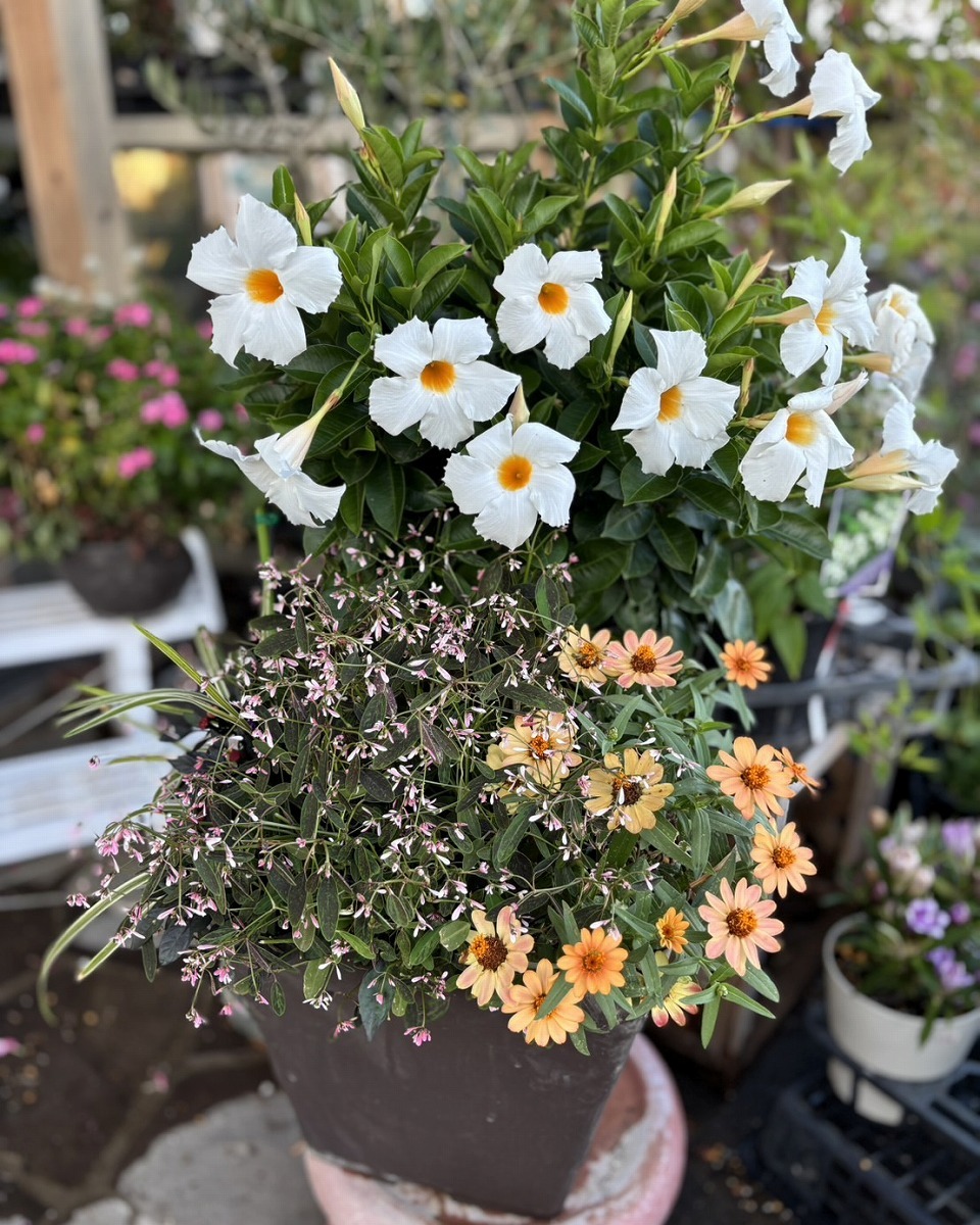 Sato Garden-花も鉢もリフレッシュ✨寄せ植え＆植え替え承ります