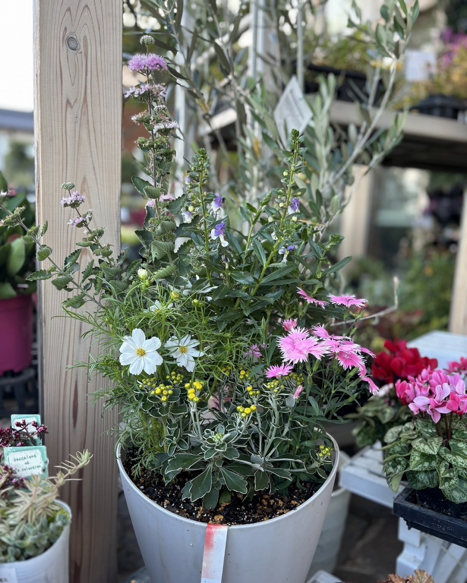 Sato Garden-花も鉢もリフレッシュ✨寄せ植え＆植え替え承ります
