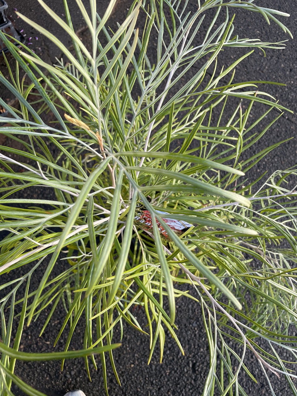 入荷情報】オージープランツ｜【佐藤園芸】長野市でご自宅の