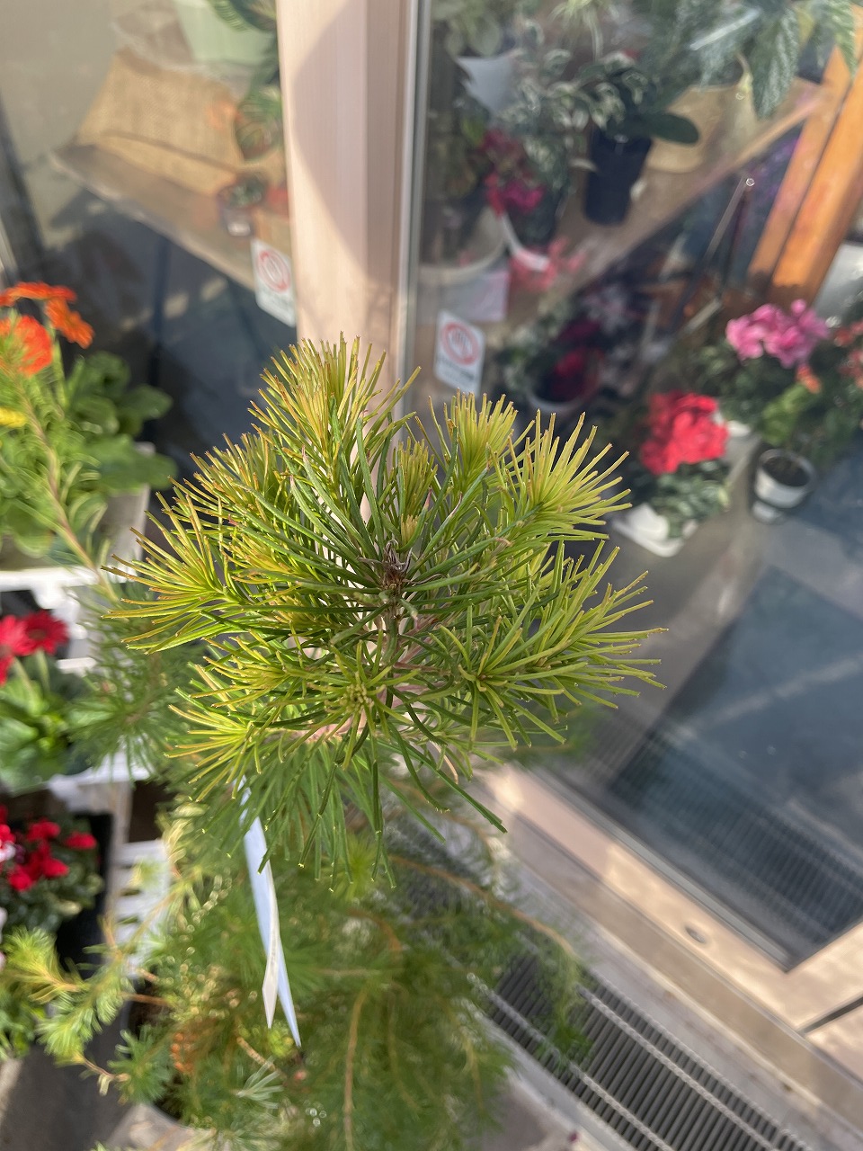 入荷情報】オージープランツ｜【佐藤園芸】長野市でご自宅の