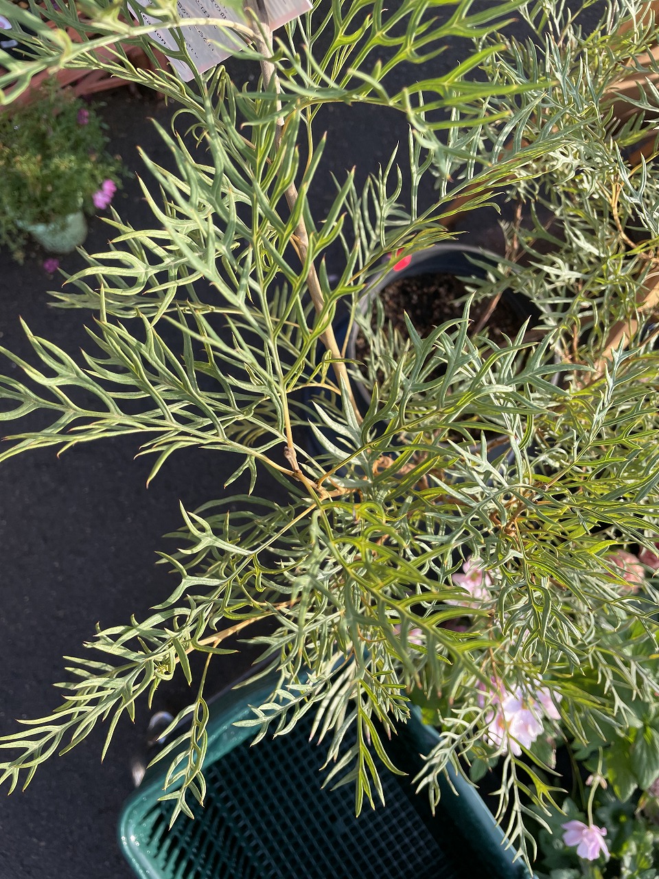 入荷情報】オージープランツ｜【佐藤園芸】長野市でご自宅の