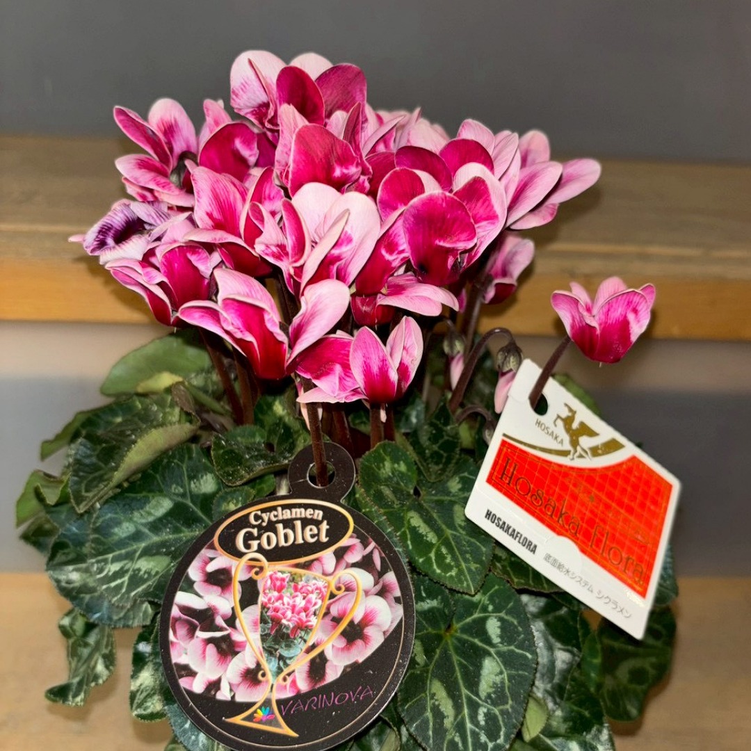 入荷情報】2025.11.26｜【佐藤園芸】長野市でご自宅のエクステリアを