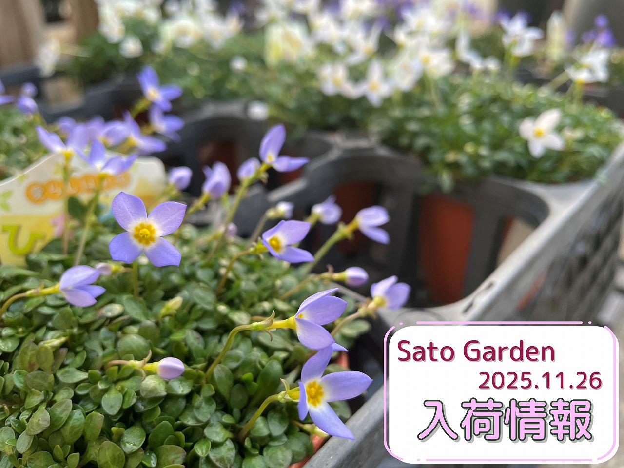 入荷情報】2025.11.26｜【佐藤園芸】長野市でご自宅のエクステリアを