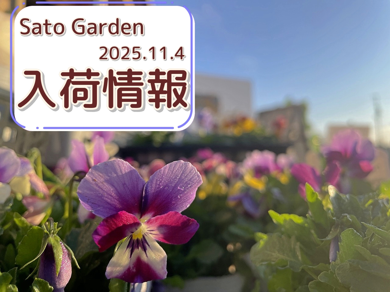 入荷情報】2025.11.4｜【佐藤園芸】長野市でご自宅のエクステリアを