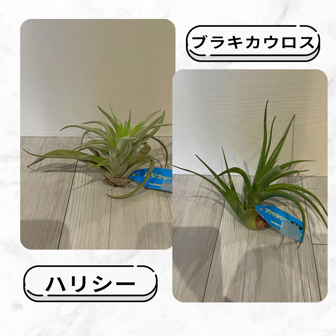 入荷情報】チランジア（エアプランツ）｜【佐藤園芸】長野市でご自宅の