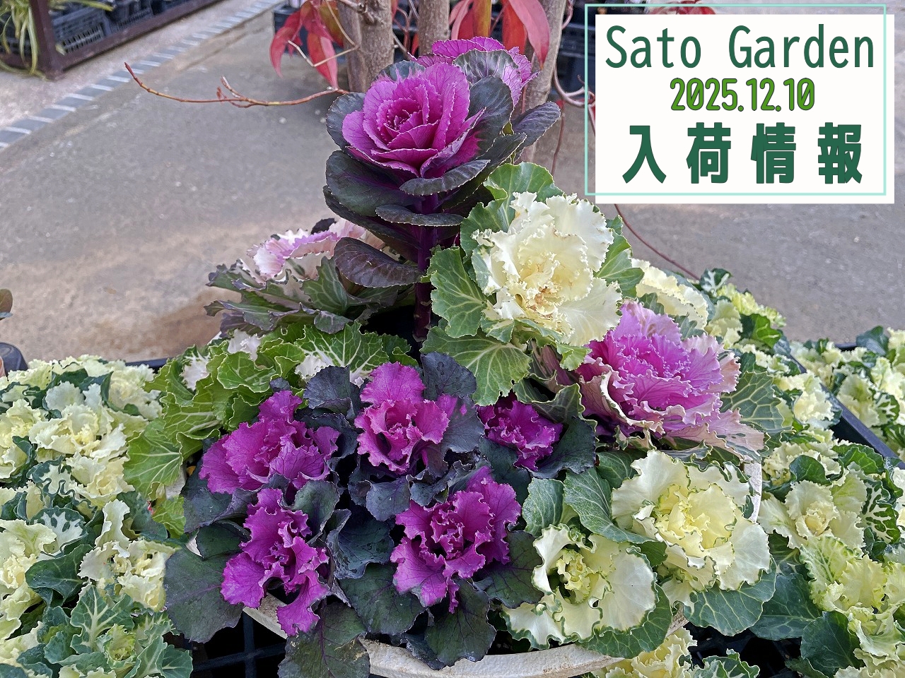入荷情報】2025.12.10｜【佐藤園芸】長野市でご自宅のエクステリアを