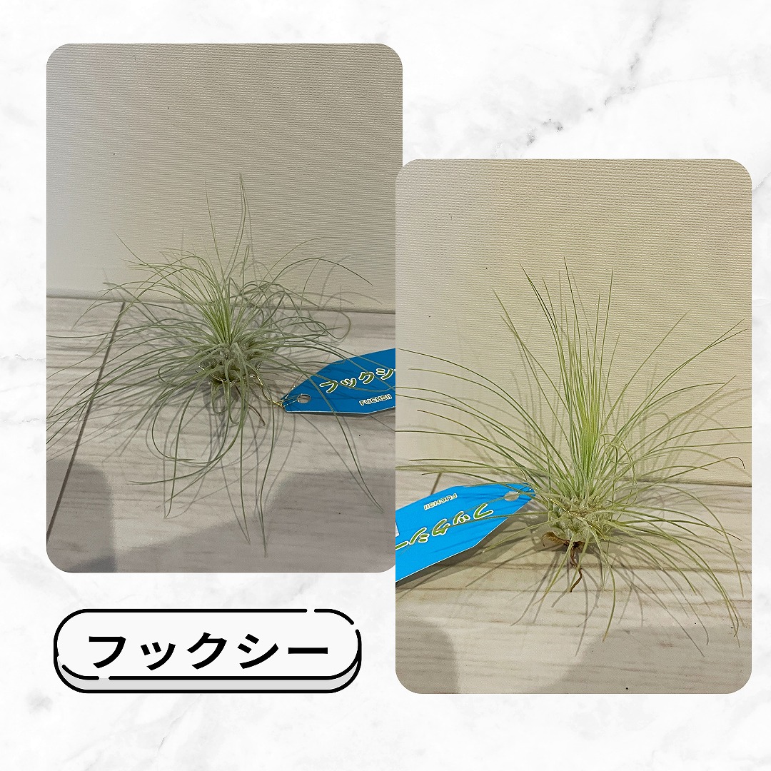 入荷情報】チランジア（エアプランツ）｜【佐藤園芸】長野市でご自宅の