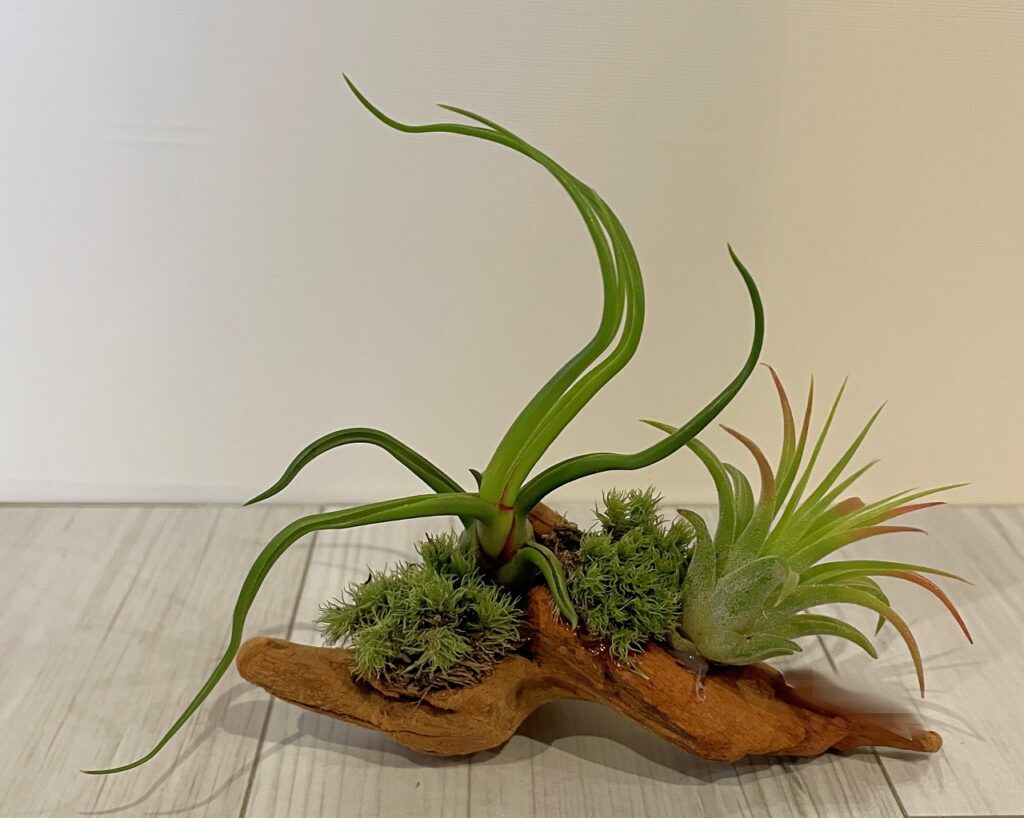 土がいらない不思議な植物「エアプランツ」｜【佐藤園芸】長野市でご