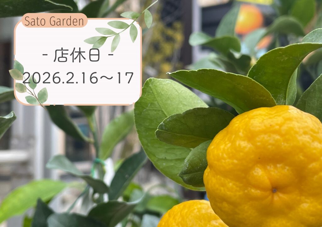【お知らせ】2026.2.16~17-店休日-