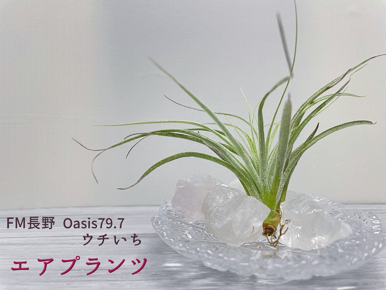 Oasis79.7】ウチいち！-「エアプランツ」‐｜【佐藤園芸】長野市でご