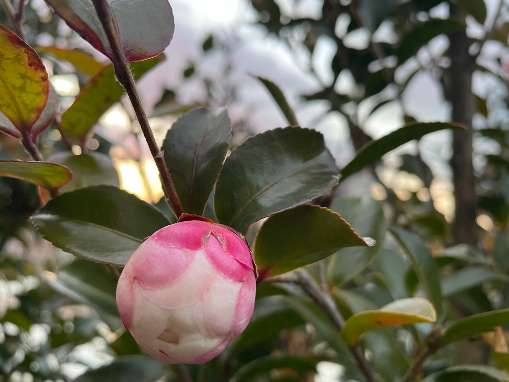 【スタッフブログ】2026年 本日より営業を開始いたします