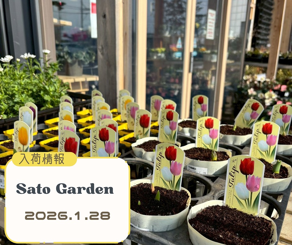 【入荷情報】2026.1.28