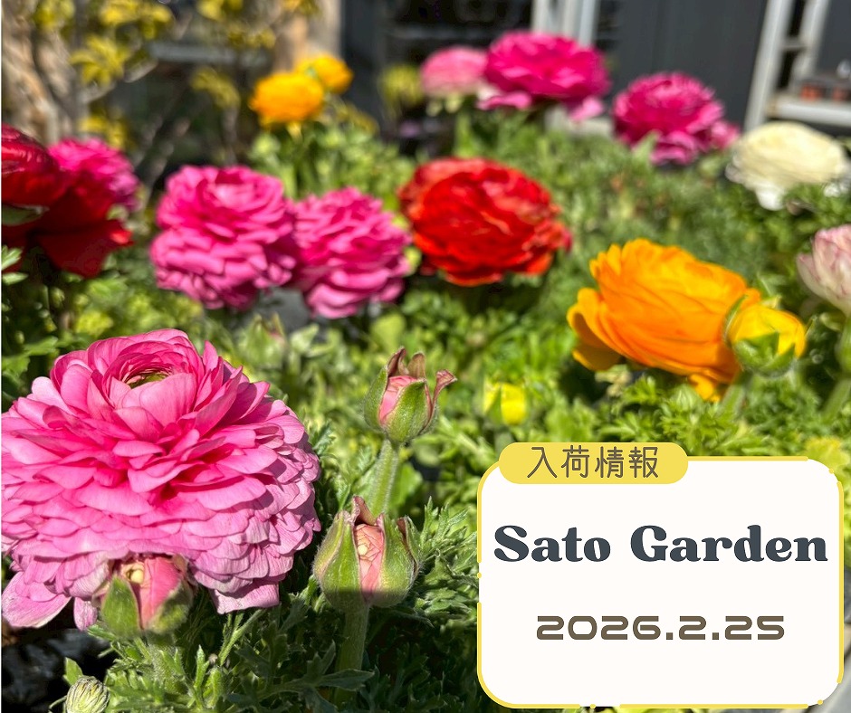 【入荷情報】2026.2.25