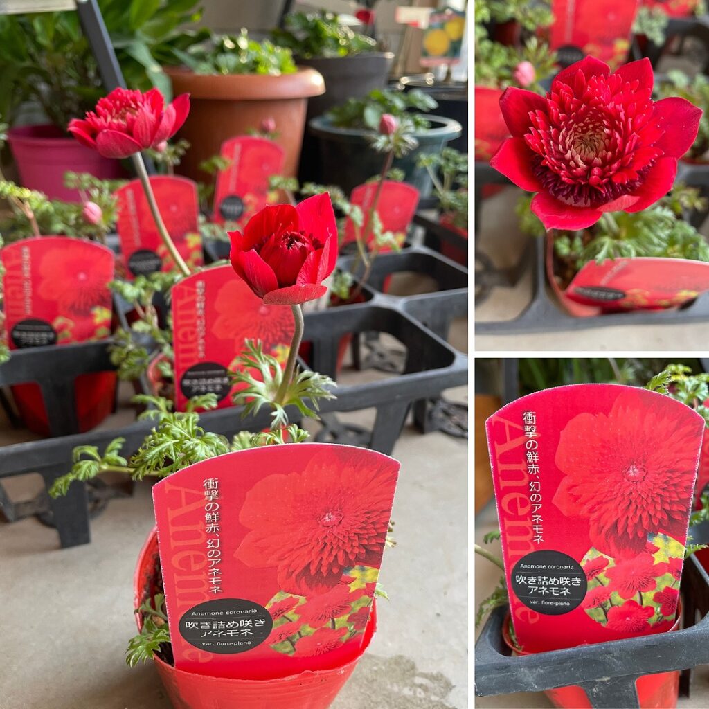 【入荷情報】吹き詰め咲きアネモネ