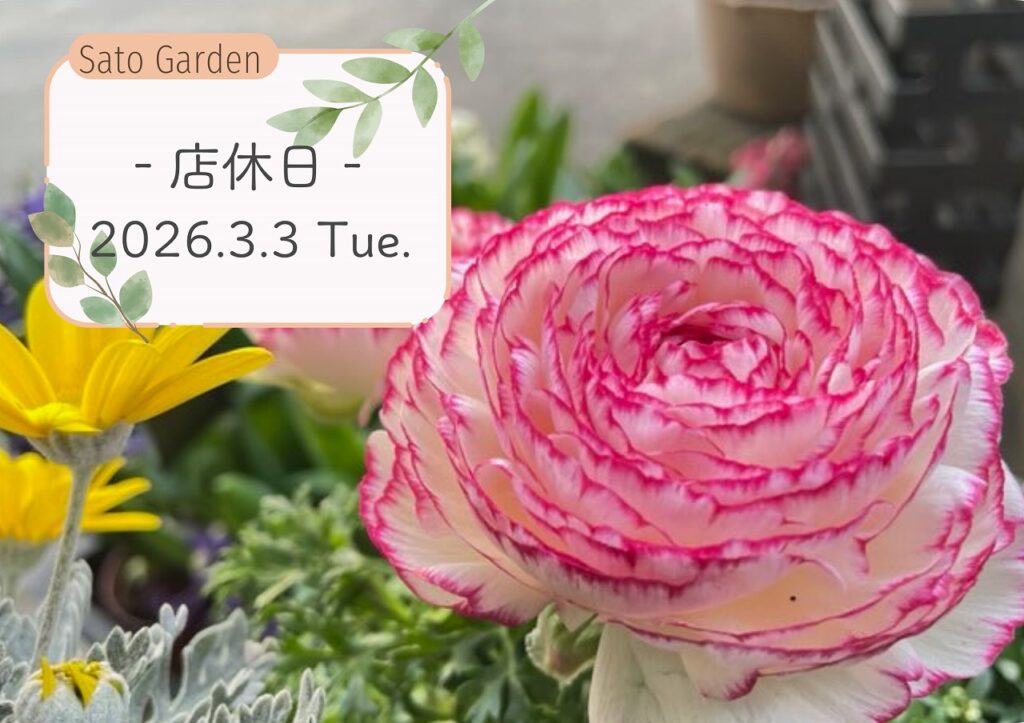 【お知らせ】2026.3.3-店休日