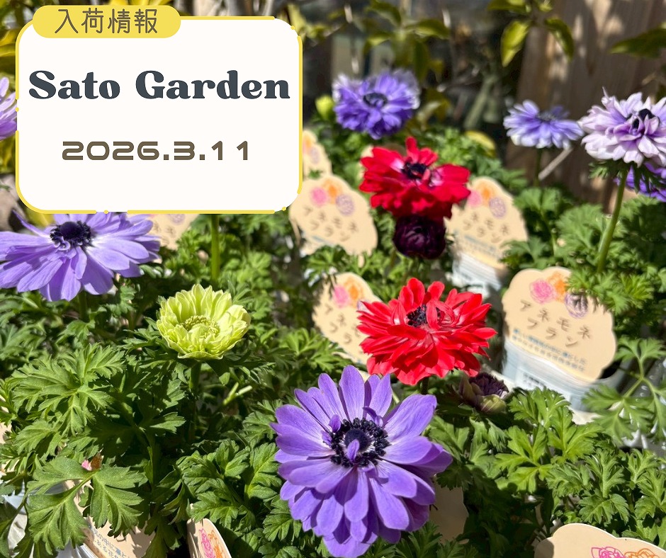 【入荷情報】2026.3.11