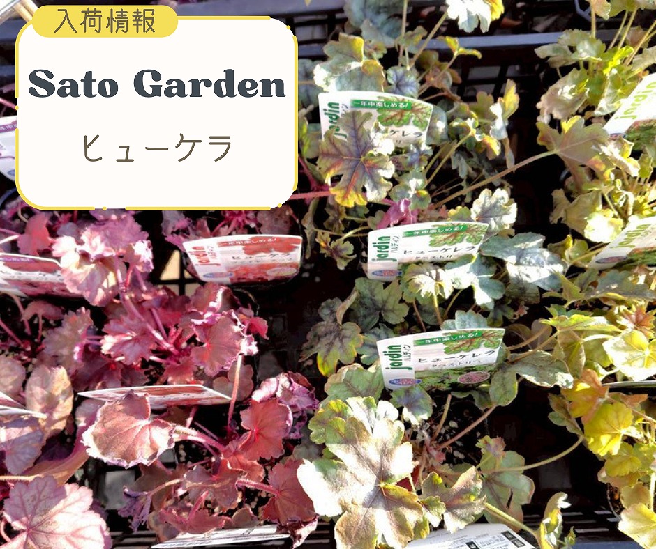 【入荷情報】ヒューケラ
