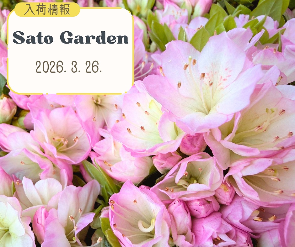 【入荷情報】2026.3.26