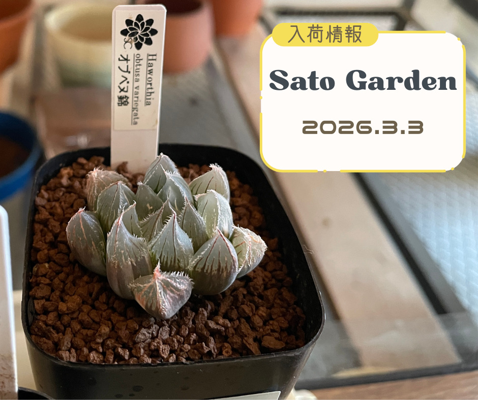 【入荷情報】2026.3.3（Ⅱ）ハオルチア🪴