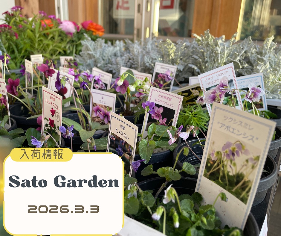 【入荷情報】2026.3.3（Ⅲ）菫（スミレ）