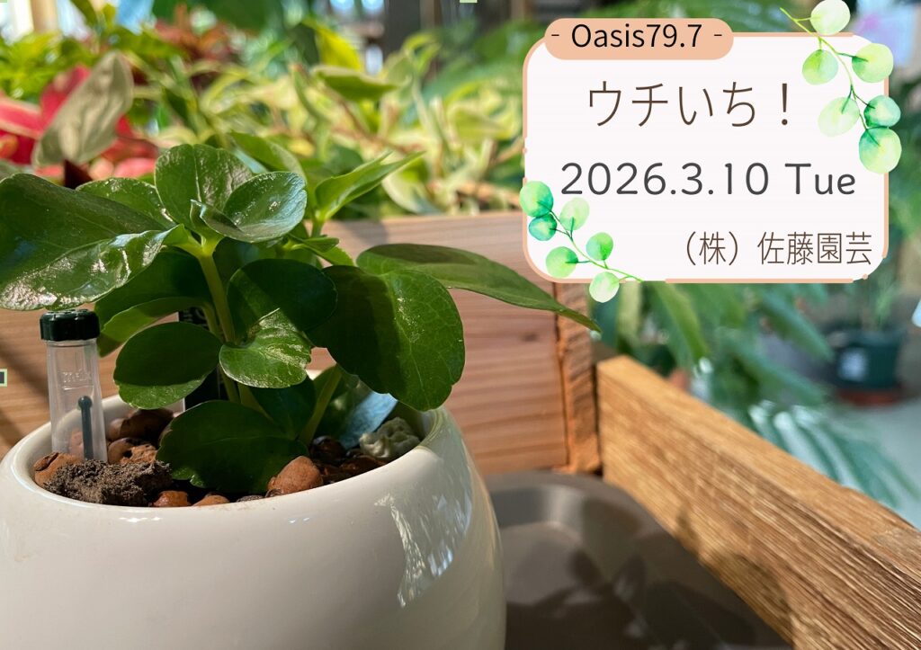 【Oasis79.7】ウチいち！-「ハイドロカルチャー」