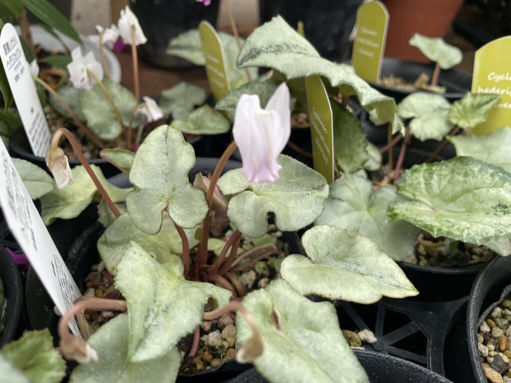 【コラム】原種シクラメン