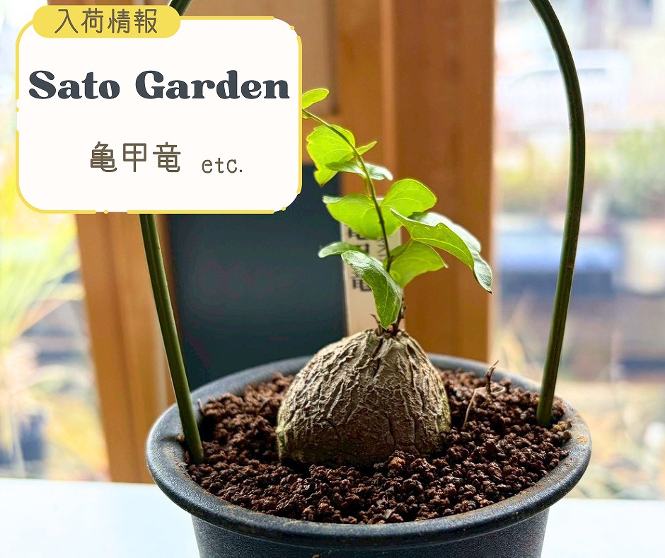 【入荷情報】亀甲竜etc.