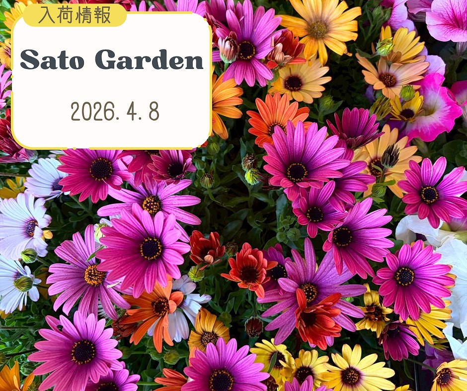 【入荷情報】2026.4.8