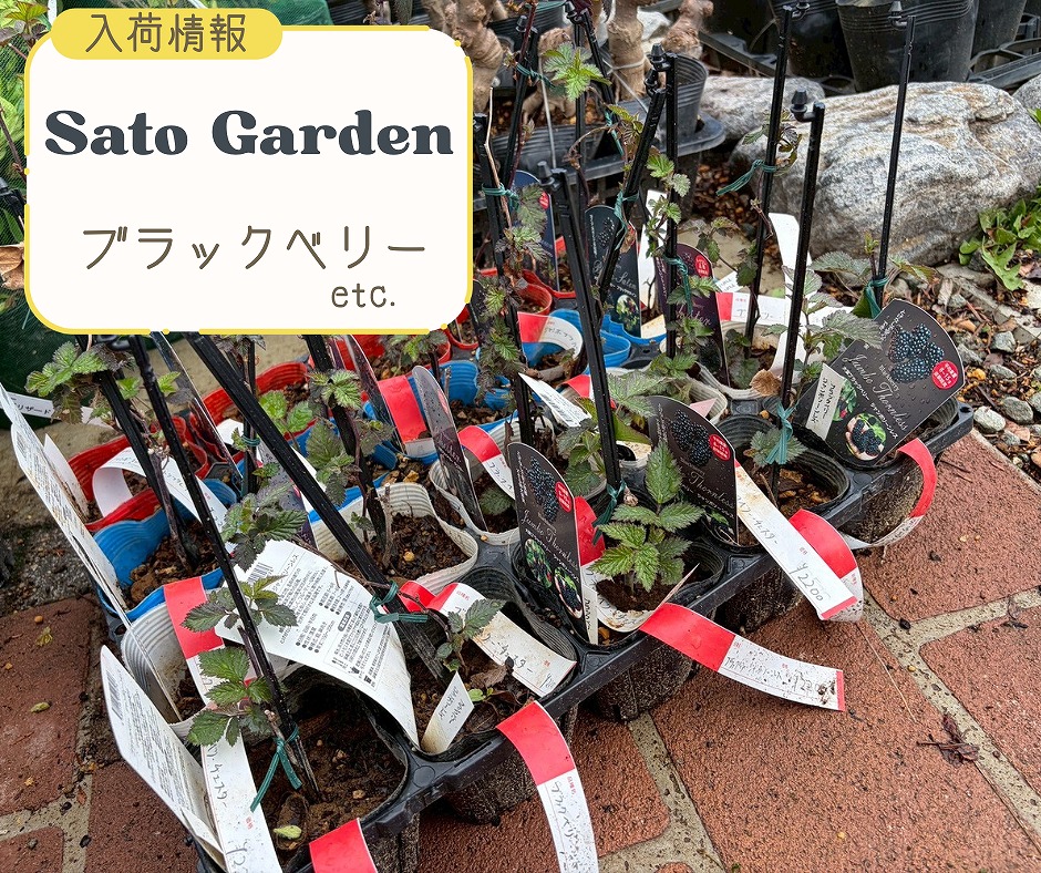 【入荷情報】ブラックベリー他