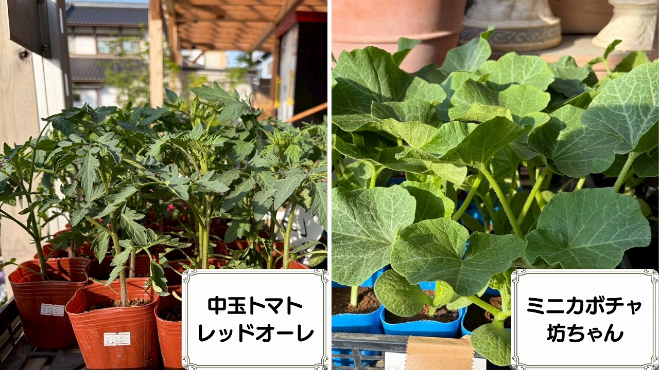 入荷情報】2026.4.27‐野菜苗‐｜【佐藤園芸】長野市でご自宅の