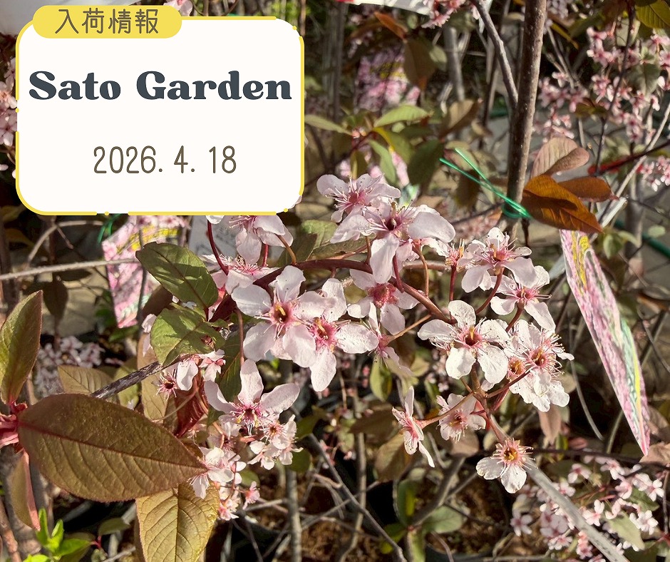 【入荷情報】2026.4.18