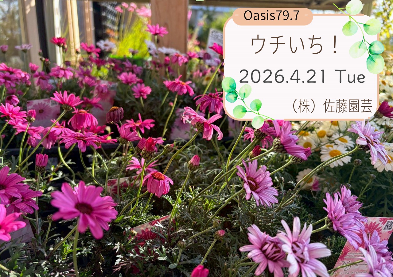 Oasis79.7】ウチいち！-「ビジューマム」｜【佐藤園芸】長野市でご自宅