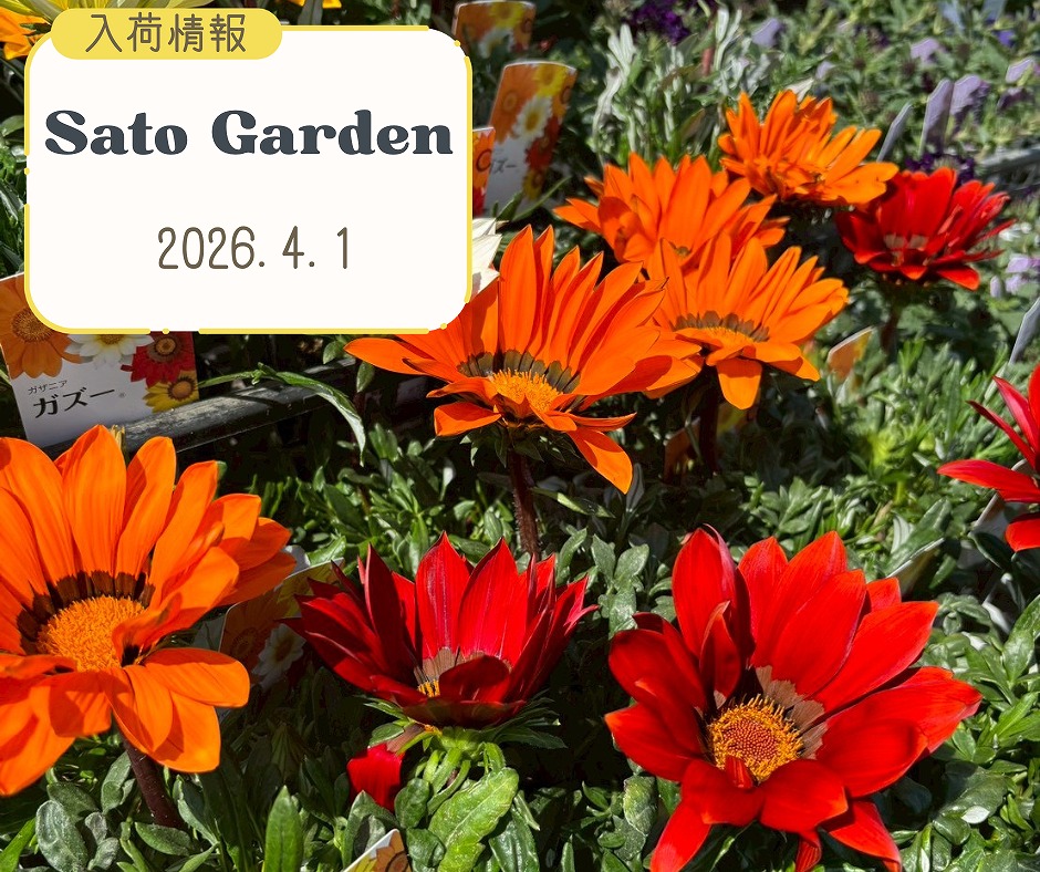 【入荷情報】2026.4.1