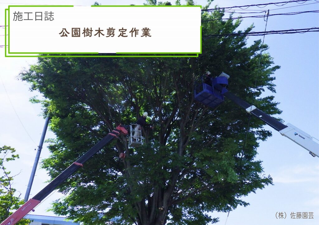 【施工日誌】公園剪定作業