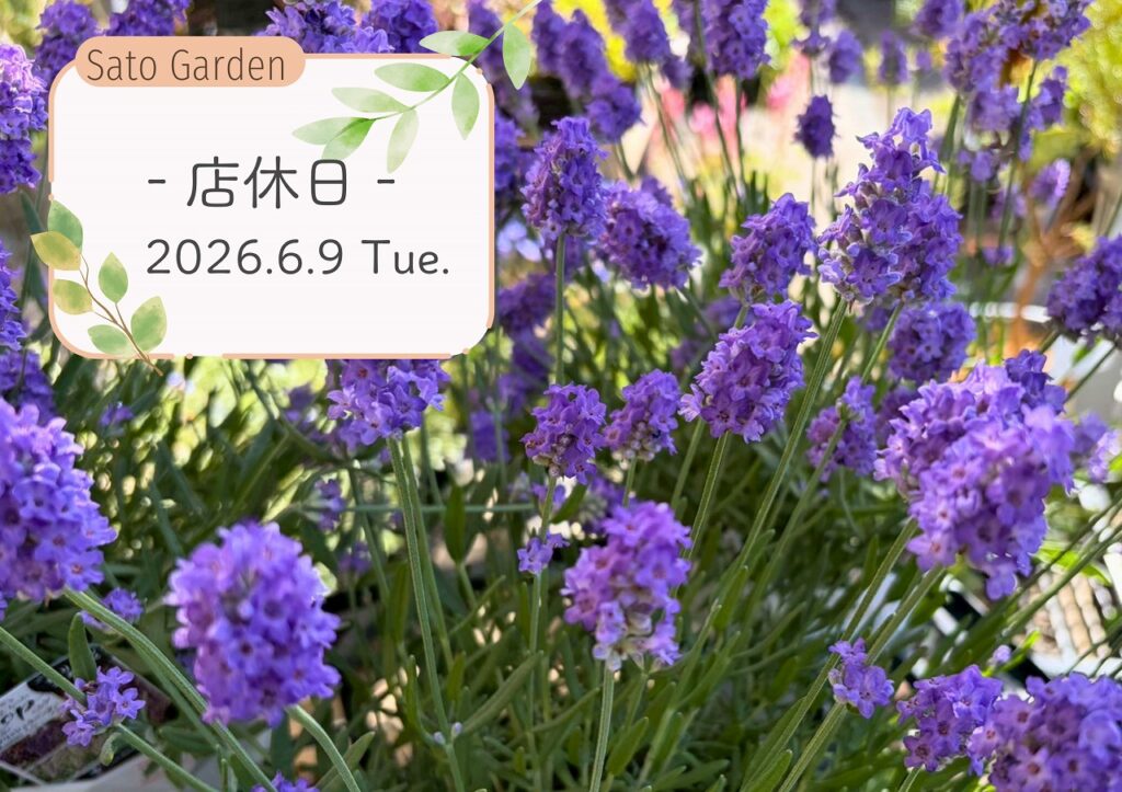 【店休日】2026.6.9