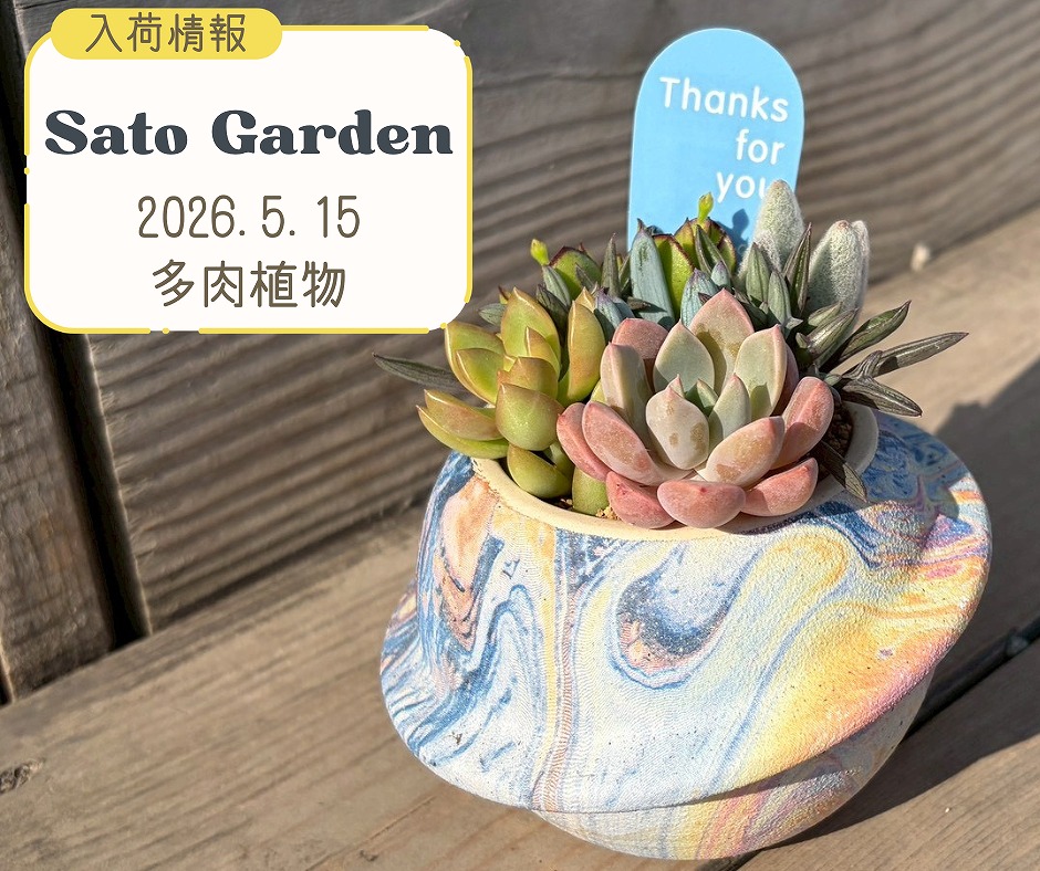 【入荷情報】2026.5.15‐多肉植物‐