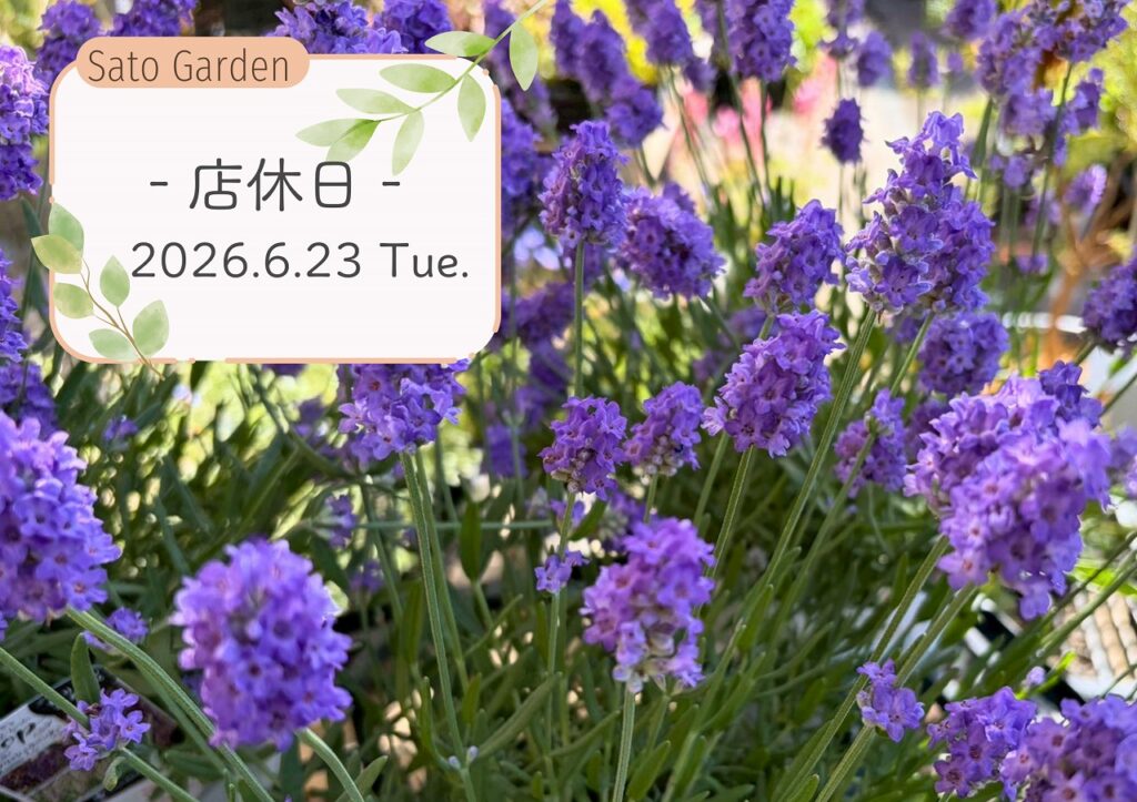 【店休日】2026.6.23